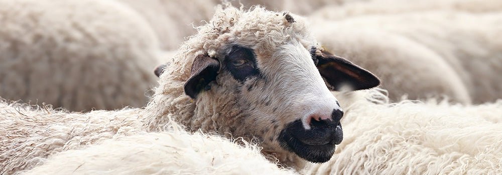 La laine et ses bienfaits "Le lien intemporel entre l'homme et le mouton" - Boutique Equinoxe